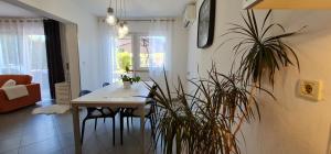 Fotografie z fotogalerie ubytování Apartments Cvek 2 v Rovinji