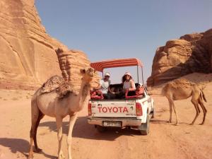um camelo e pessoas num camião no deserto em Katrina Rum camp em Wadi Rum