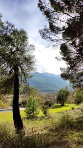 een boom in een veld met een berg op de achtergrond bij Finca La Celada in Moratalla