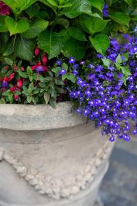 a pot with purple and blue flowers in it at Queens Head Hotel in Berwick-Upon-Tweed