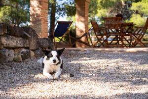 Huisdier of huisdieren van gasten bij Mas de L'Acordio