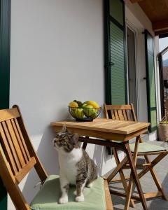 un gato sentado en una silla frente a una mesa en B&B La Casa del Sole, en Ziano di Fiemme