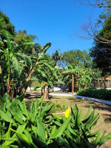 einen Garten mit grünen Pflanzen und einer gelben Blume in der Unterkunft Pousada Tartarugas de Paúba in Pauba