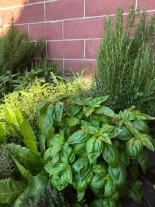 un jardín con plantas verdes y una pared de ladrillo en Cascina 'La Giardina', en Fossano