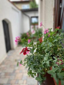 塞拉耶佛的住宿－艾娜公寓，人行道上种有粉红色花的盆栽植物