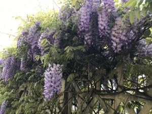 a bunch of purple wisterias hanging from a fence at LA S'VOLTA VANZAGO BED AND BREAKFAST in Vanzago