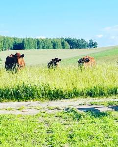 tres vacas de pie en un campo de hierba alta en Romantyczny domek dla dwojga, en Jabłonka