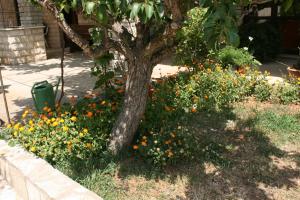 Fotografie z fotogalerie ubytování Apartments by the sea Mandre, Pag - 6457 v destinaci Kolan