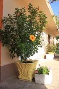 Zahrada ubytování Apartment Kukljica 8478a