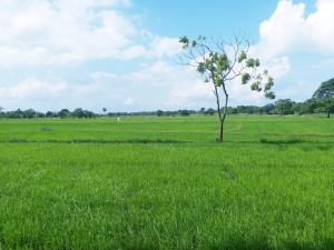 un árbol en un campo de hierba verde en Athyantha Resort, en Anuradhapura
