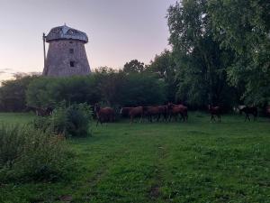 un troupeau de chevaux marchant dans un champ avec un moulin à vent dans l'établissement Camping Camino Latvija 2 person room WIFI or space for tent or camper, à Žagarė