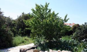 Příroda nedaleko apartmánu
