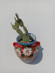Un vaso con un cactus dentro, seduto su un muro. di Fichi d india a Cellino San Marco