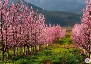 a row of trees with pink flowers in a field at Scheepers Rust Guest Farmhouse in Montagu