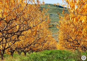 a group of trees with a hill in the background at Scheepers Rust Guest Farmhouse in Montagu