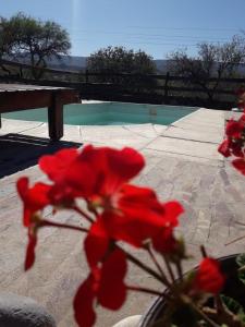 een rode bloem voor een zwembad bij Casitas de Campo in Mina Clavero