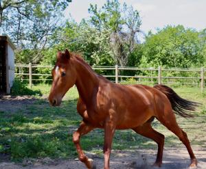 a brown horse is running in a field at Maison D'hôtes Sainte-Marie in Mirande