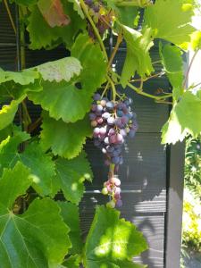 a bunch of purple grapes hanging from a tree at B&B WELKOM Zierikzee in Zierikzee