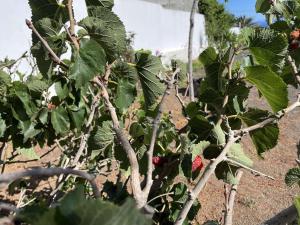 a plant with a bunch of red berries on it at Casa Palmeral in Mácher