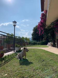 Villa Ai Colli kisállat-vendégei