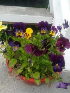 Giardino di guest house lela rezo