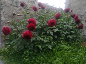 Giardino di guest house lela rezo
