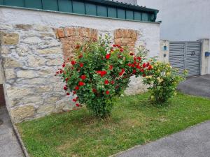 two bushes with red flowers in front of a stone wall at Ferienhaus RADO in Winden am See