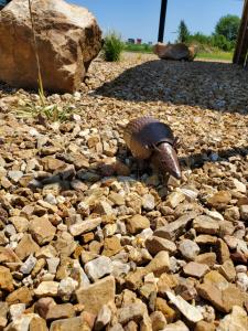 a large snail on a pile of rocks at Cactus Inn and Suites in Mountain Grove