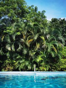 a large palm tree next to a swimming pool at HOTEL GEORGI CR in Guanacaste