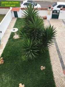 a couple of palm trees sitting on top of grass at Villa Kethellen in Porto Covo