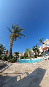 a palm tree next to a swimming pool at MAYA in Paphos City