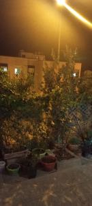 un grupo de plantas en macetas sentadas frente a un edificio en Dar abd essalam, en Moulay Yacoub