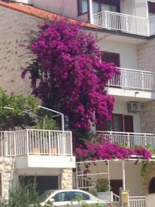Fotografia z galérie ubytovania Apartment Hvar 11427a v destinácii Hvar