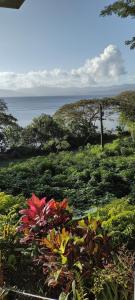 un campo de plantas con el océano en el fondo en Gingerbread Cottage and Studio Fiji, en Savusavu