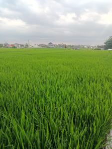 a field of green grass with buildings in the background at The Kd Suites & Coffee Shop in Munggu