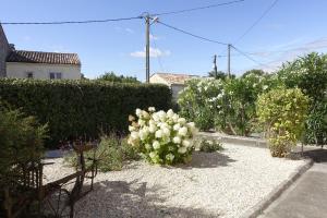 einen Garten mit einem Haufen weißer Blumen im Hof in der Unterkunft Maison centre-ville avec jardin privé Jonzac in Jonzac