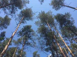 Gallery image of Domki-Mazury in Pasym