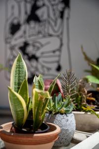 利馬索爾的住宿－MeMeraki Artist Residency，坐在桌子上的盆栽植物群