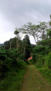 un camino de tierra en medio de un campo con árboles en Chilly Coorg, en Virajpet