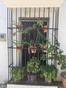 A garden outside La casa del piano - Beautiful 18th century house with courtyard & pool