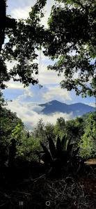 a view of the mountains from a forest with a plant at Cabaña La Vía Láctea in El Pacífico +4 photos