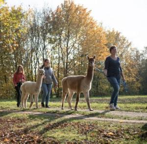 a group of people walking with llamas in a field at Niedergerner Alpaka Ranch in Haiming