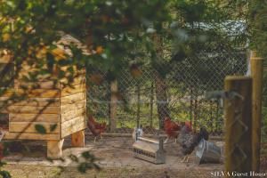 Zahrada ubytování SILVA Guest House - dom wczasowy, tenis, basen, balia i sauna