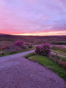 a dirt road with pink flowers on the side at deer green place in Kinloch