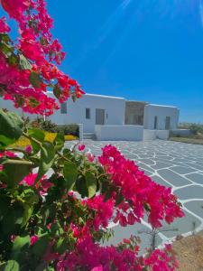 um grupo de flores cor-de-rosa em frente a um edifício em Aegean Hospitality em Míconos