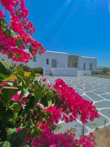 a group of pink flowers in front of a building at Aegean Hospitality in Mýkonos City