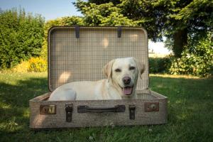 Domácí mazlíčci ubytovaní s hosty v ubytování Hotel & Gasthof Hubertushöhe - Ihr Hotel für Urlaub mit Hund