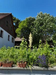 Ferienwohnungen Hering في Kleingießhübel: حديقة بها نباتات على حافة بجوار مبنى