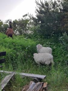 Fotografie z fotogalerie ubytování Domek holenderski w Stadnine Koni Mazury v destinaci Łukta