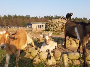 Fotografie z fotogalerie ubytování Domek holenderski w Stadnine Koni Mazury v destinaci Łukta